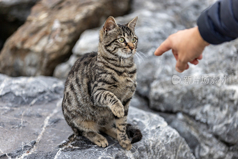 一个男人正在和一只虎斑猫玩耍。