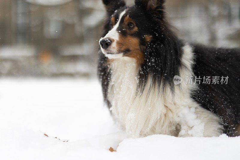 设得兰牧羊犬在雪地里玩耍