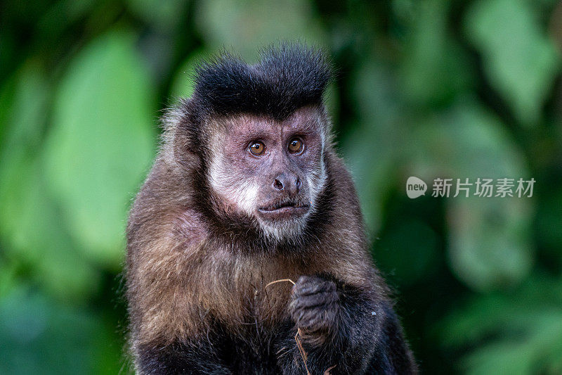 在南美洲阿根廷和巴西交界的伊瓜苏国家公园里，一群卷尾猴站在令人叹为观止的伊瓜苏瀑布上