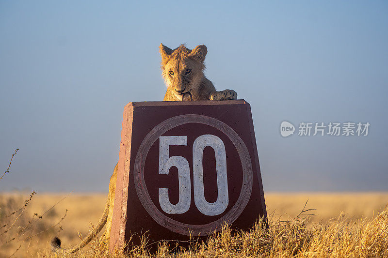 玩得开心——坦桑尼亚，塞伦盖蒂平原上，一只小狮子在玩路标