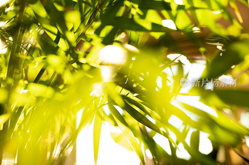 室内植物变色龙特写