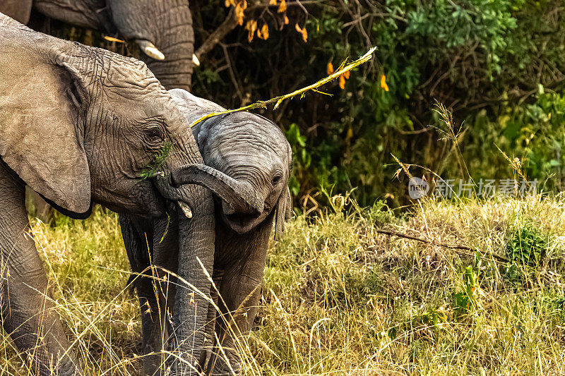 象鼻掌握:非洲象幼崽骄傲的展示