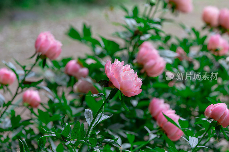 美丽的珊瑚粉色牡丹花盛开在花园里。夏季自然花朵的背景。