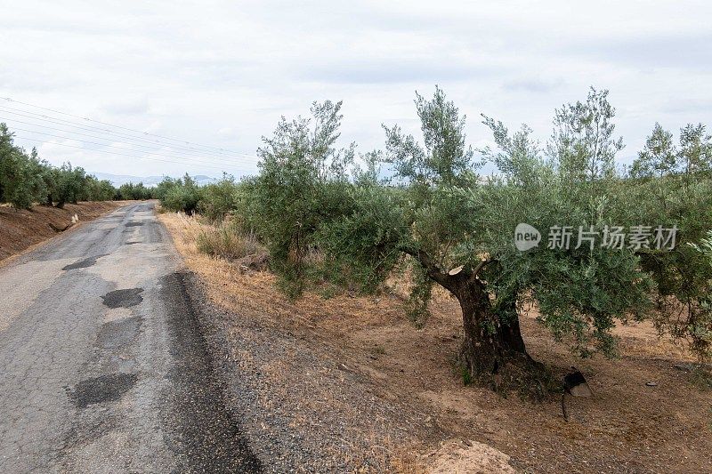 在格拉纳达和科尔多瓦之间，沿着一条土路穿过卡米诺·莫扎拉布连绵起伏的山丘，可以看到一望无际的橄榄树