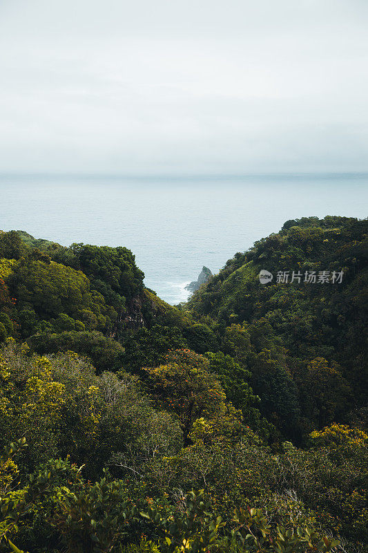 热带宁静:探索夏威夷毛伊岛的伊甸园植物园