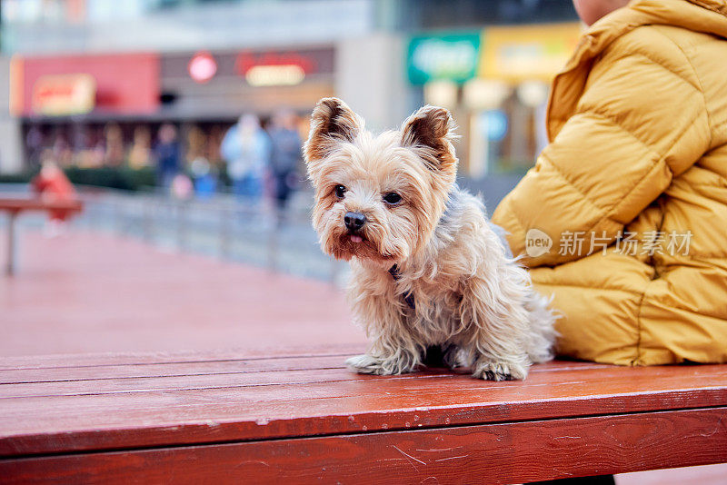 公园长椅上的约克夏梗犬