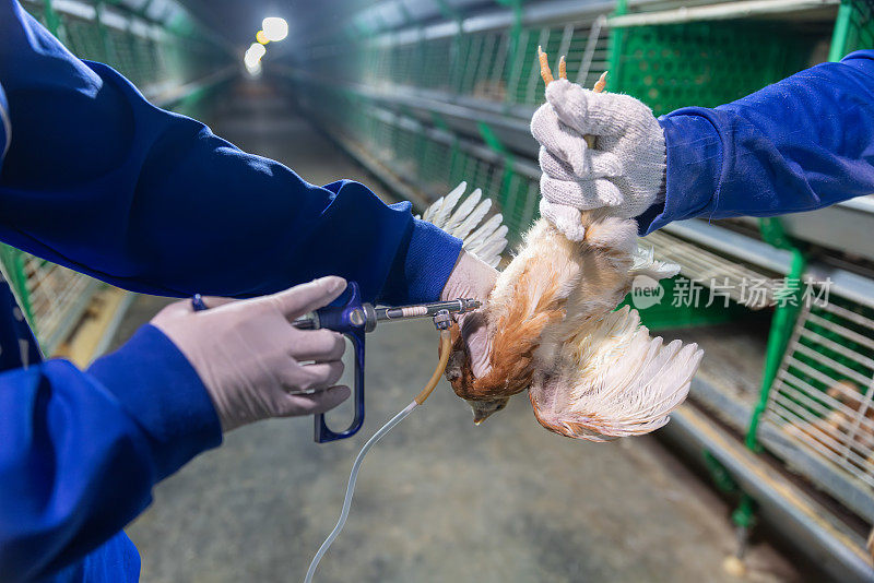 鸡的疾病预防。在封闭农场接种小鸡疫苗，温度和光照控制，泰国。