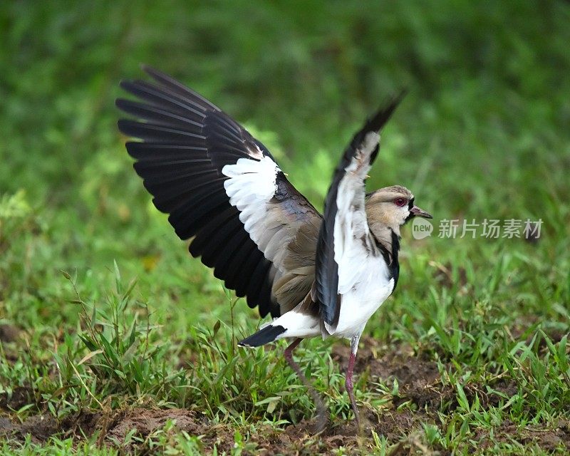 田凫南部