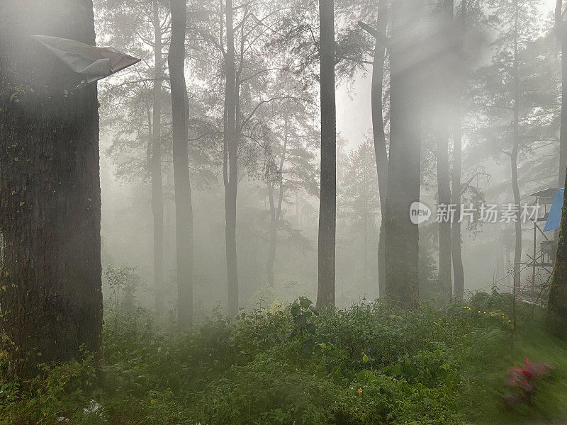 晨雾和松林