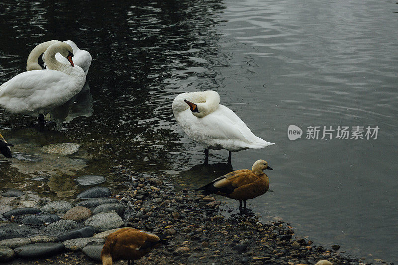 湖边聚集了一群鸭子和两只天鹅