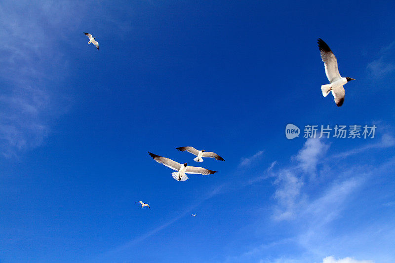 蓝天上一群飞翔的海鸥