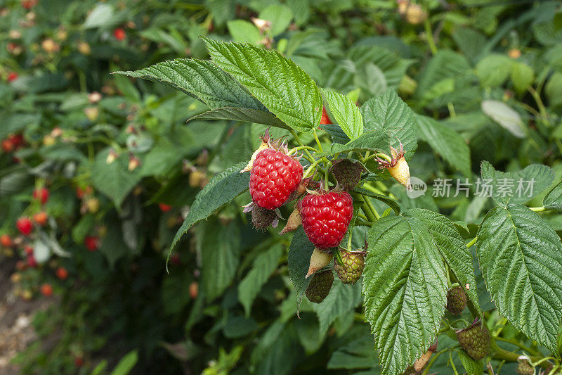 在藤上成熟的树莓的特写