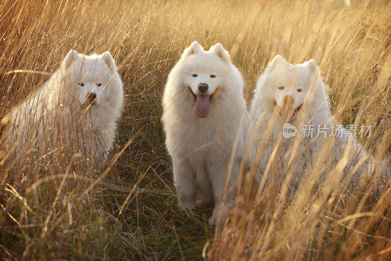 萨摩耶犬(秋天)