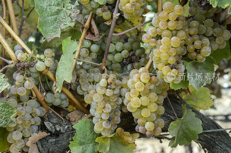 正在成熟的霞多丽葡萄酒葡萄在藤上的特写