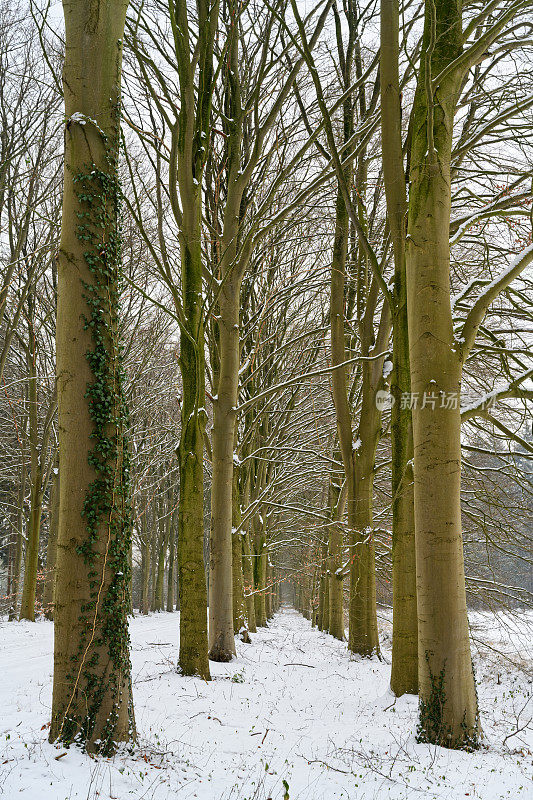 雪中的大道，树干排成一行