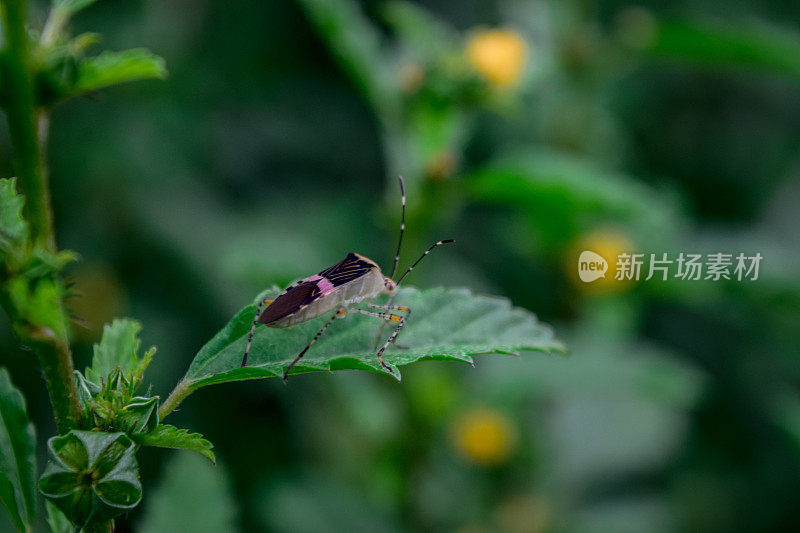 花园里，树叶上的虫子