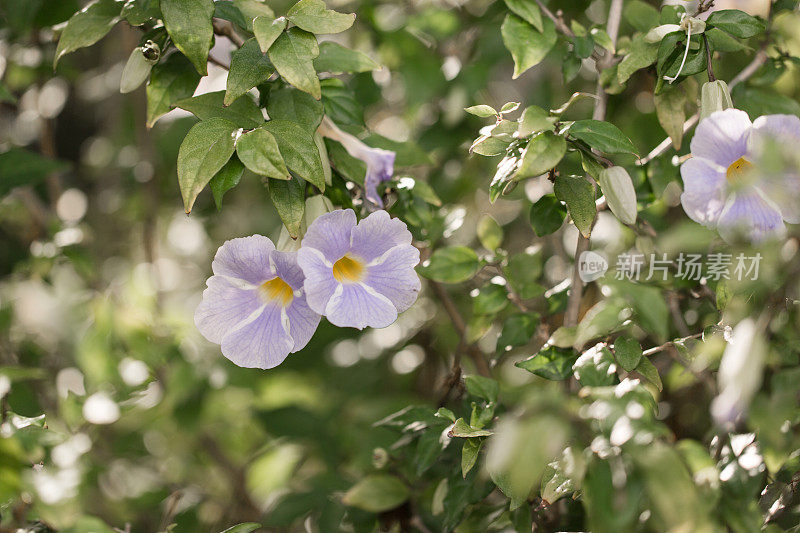 浅紫色的花