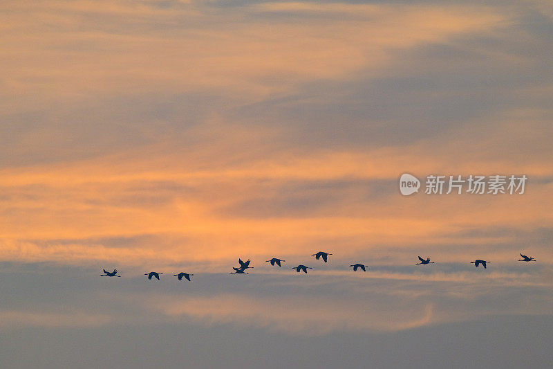 在秋天的迁徙中，鹤鸟或普通鹤飞向夕阳