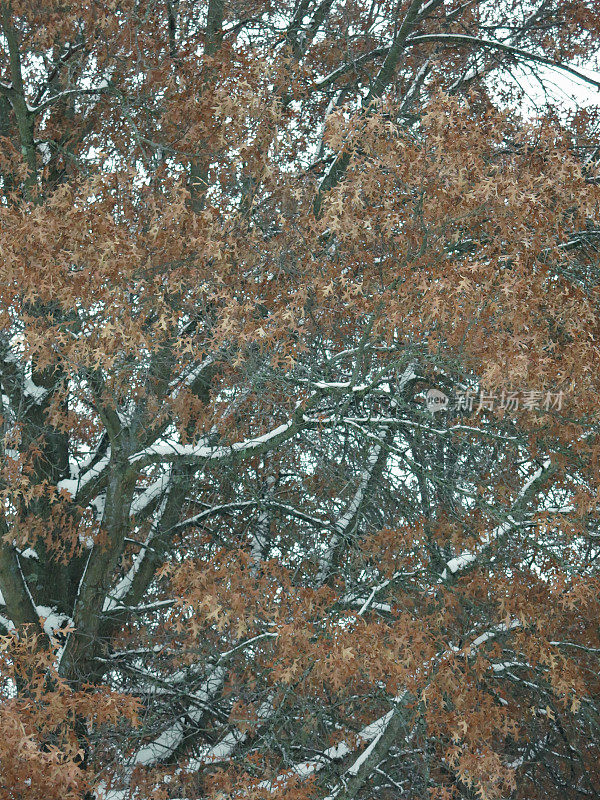 树叶上的雪，秋天的暴风雪，背景