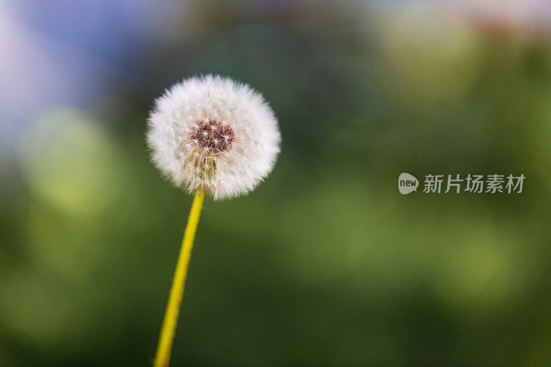 花园里的蒲公英花和种子的微距图像