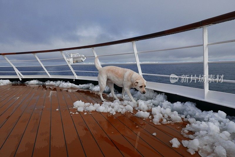 南极的拉布拉多寻回犬