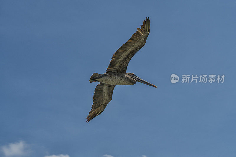 塘鹅,加拉帕戈斯群岛鹈鹕