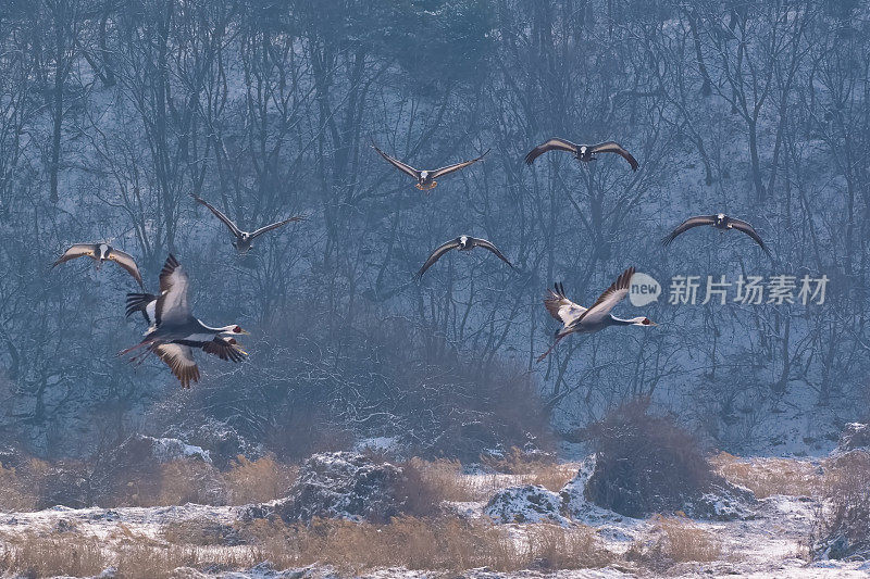 鹤在雪地里飞翔VD702