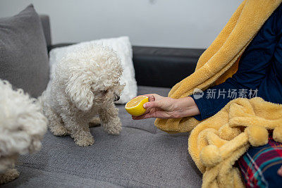 可爱的狗狗不想吃柠檬——这是奇怪的人类食物