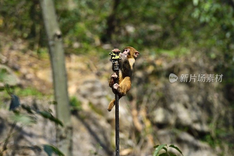 小猴子坐在水管上