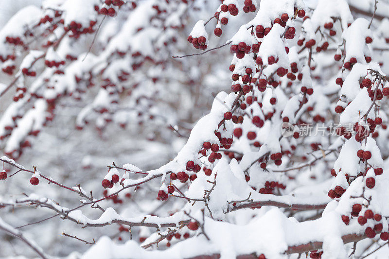 有红浆果和雪的山楂树