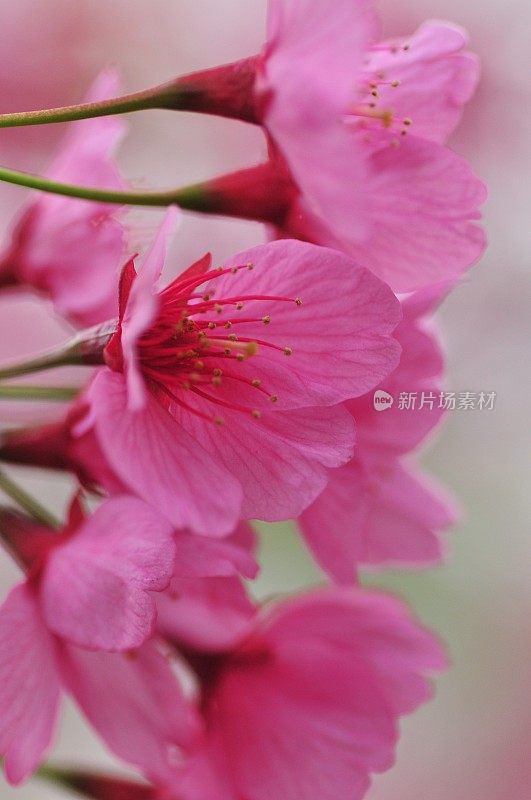 东京的春色:樱花盛开