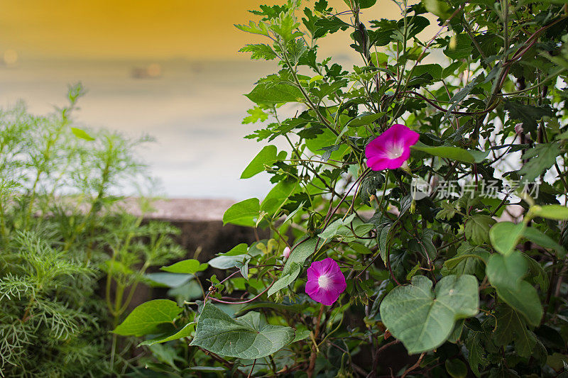 牵牛花的花