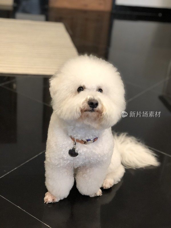 白色Bichonfrise