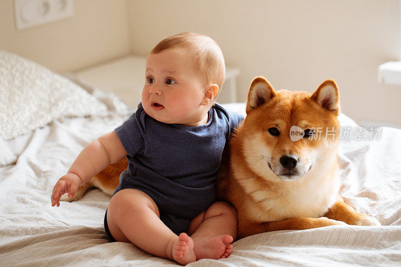 6个月大的宝宝和柴犬一起躺在床上，互相看着，孩子在家里笑得很开心