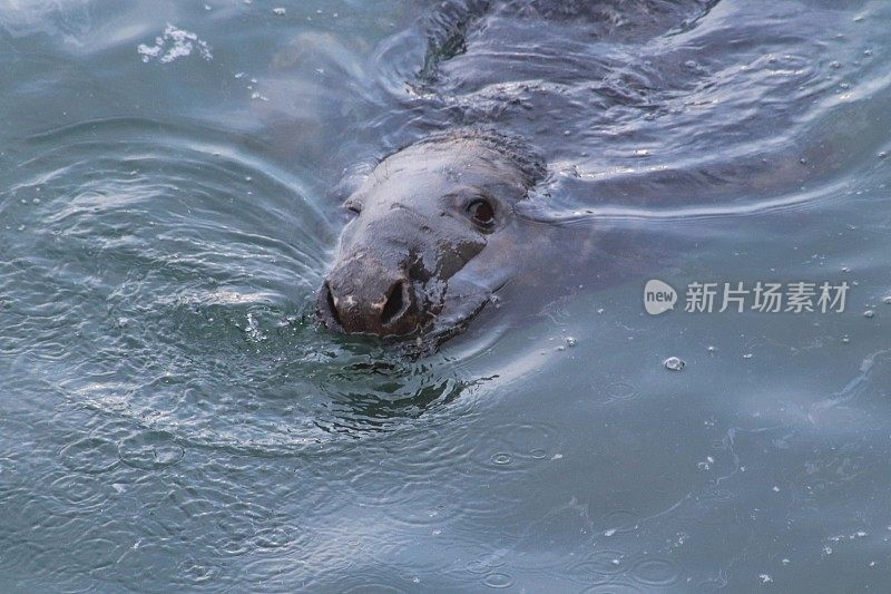 港海豹