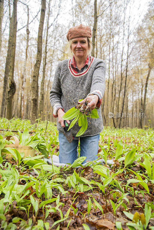 一名妇女，手里拿着一篮野韭葱，也叫野韭葱或野洋葱。葱属植物tricoccum
