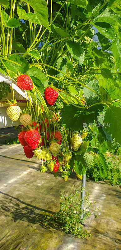 温室种植草莓