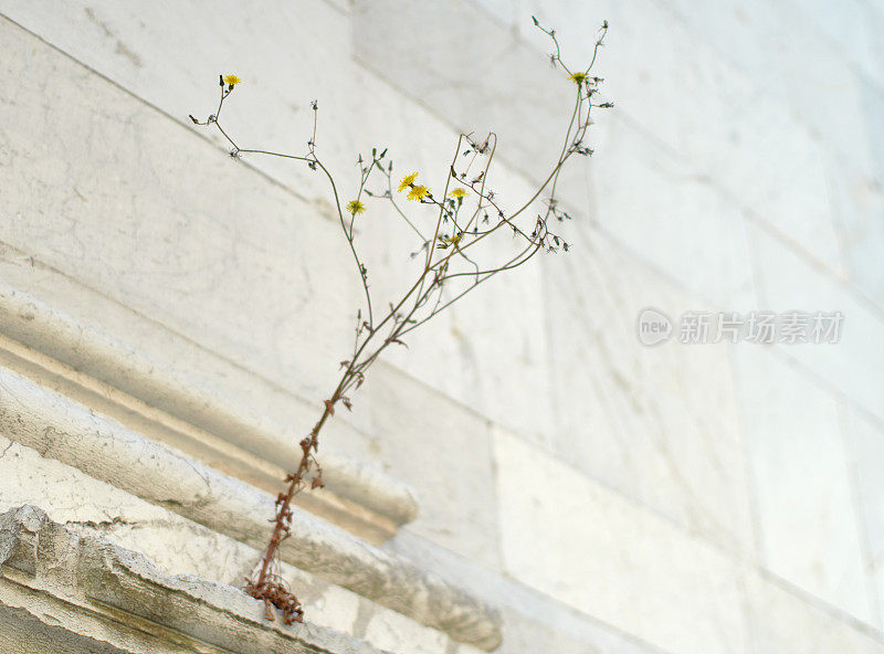 漂亮的小植物从古墙的裂缝中生长出来
