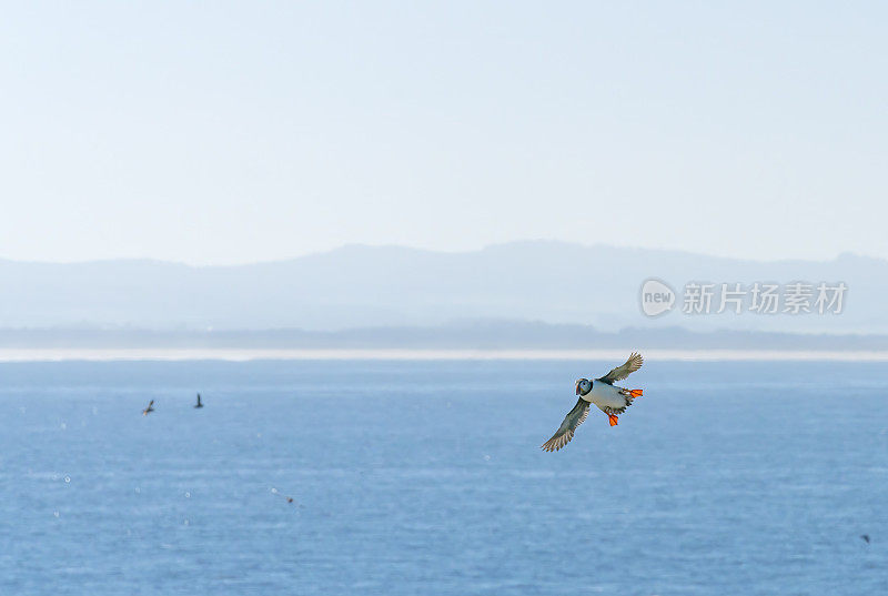 大西洋海雀飞