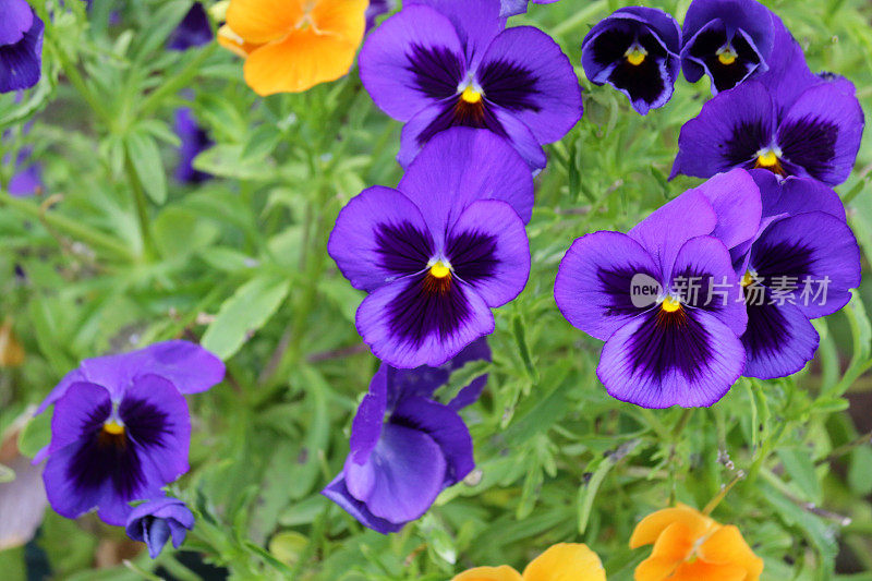 橙色和蓝色的三色堇在夏季花园的边缘，彩色的一年生草本紫罗兰，基质蓝斑三色堇，盛开的花瓣，完美的紫色三色堇在夏季生长，花蕾，叶子，绿色的园艺背景
