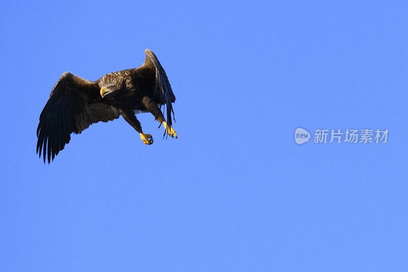 在挪威北部上空觅食的白尾鹰或海鹰