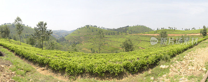 卢旺达靠近Nyungwe森林的茶园