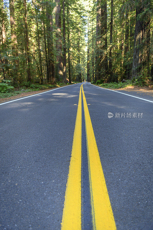 红杉森林道路特写