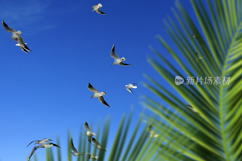 蓝天上一群海鸥和棕榈树叶