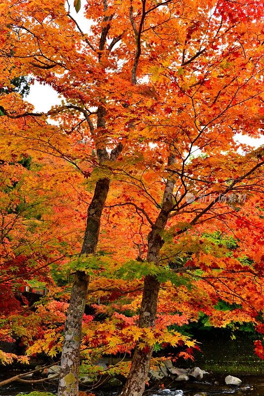 青森县黑石的中野百山公园秋叶