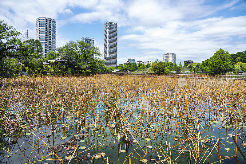 日本东京上野区忍宝池