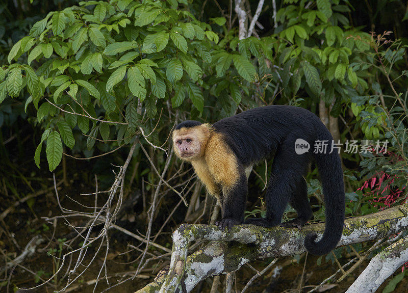 可爱的野生白喉卷尾猴，在中美洲巴拿马的甘博亚国家公园