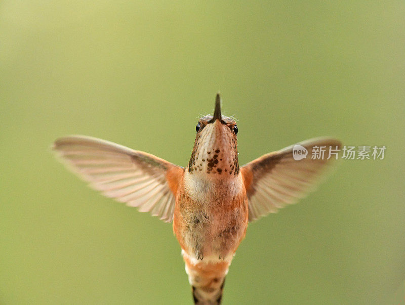 棕煌蜂鸟