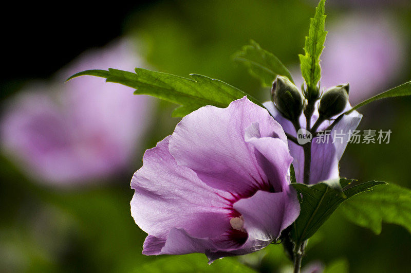 盛开的粉红色的芙蓉花