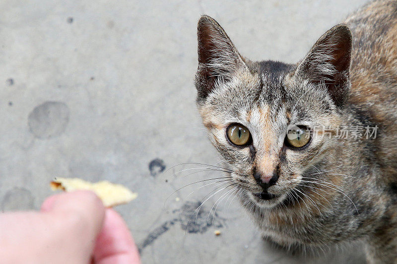 吃饭的时间到了!Meowwww……